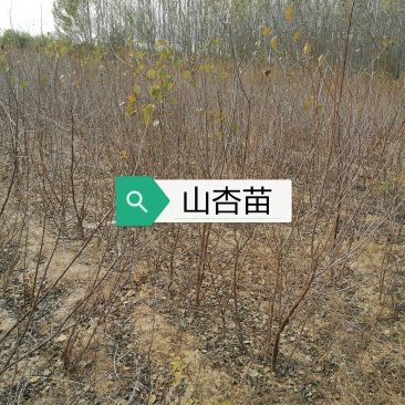 山杏苗(一年生二年生苗)