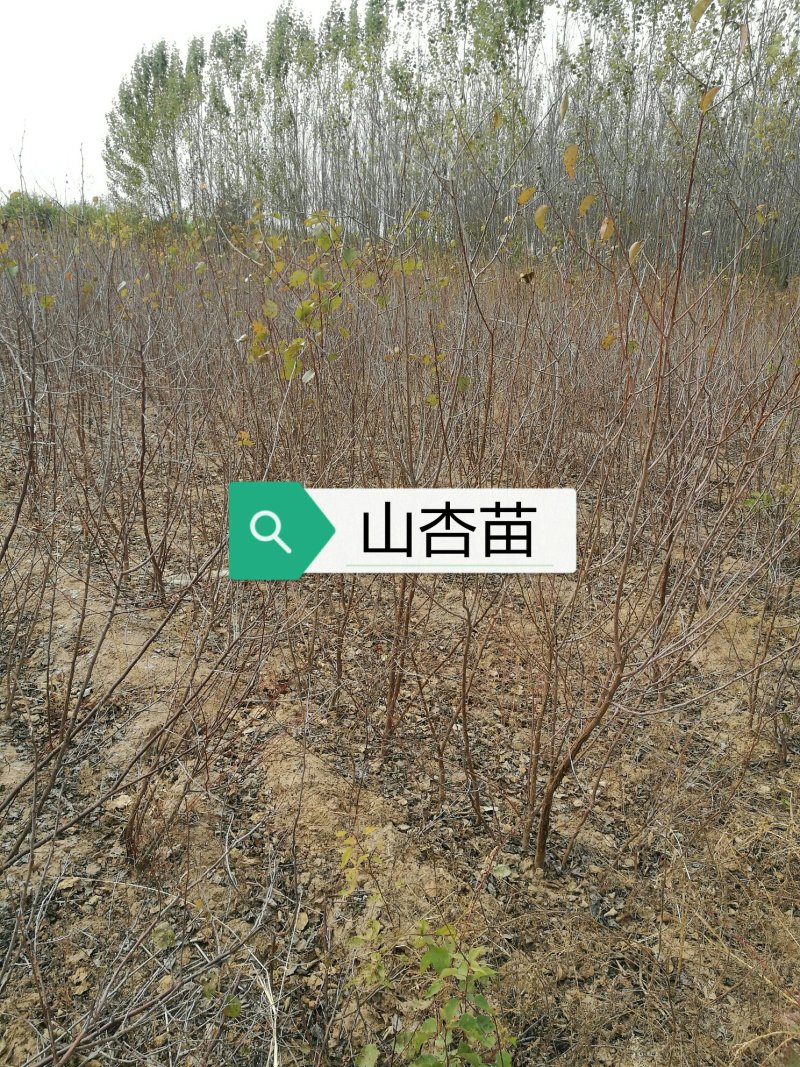 山杏苗(一年生二年生苗)
