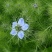 黑种草种子四季易种易活花海公园观赏及药用