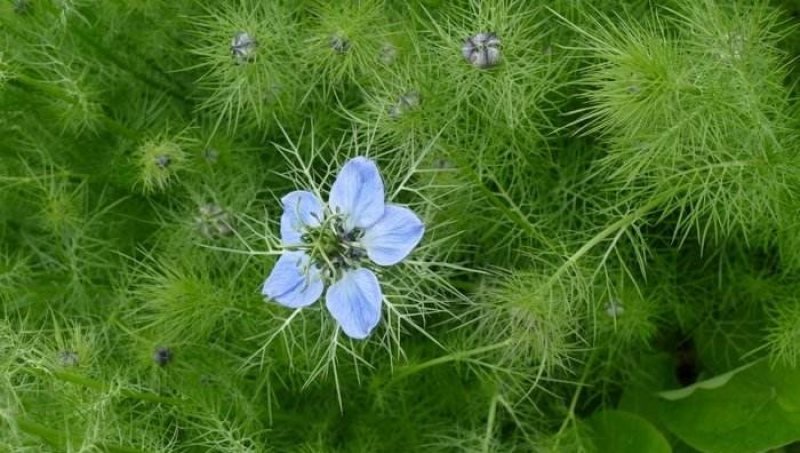 黑种草种子四季易种易活花海公园观赏及药用