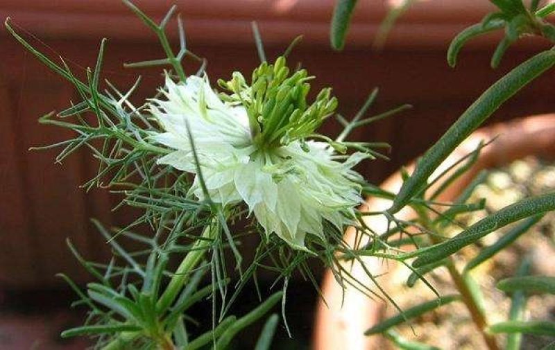 黑种草种子四季易种易活花海公园观赏及药用
