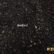 黑种草种子四季易种易活花海公园观赏及药用