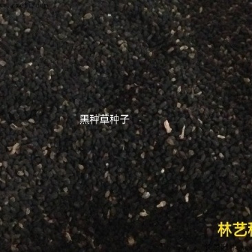 黑种草种子四季易种易活花海公园观赏及药用