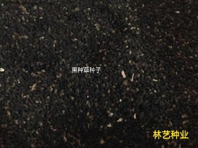 黑种草种子四季易种易活花海公园观赏及药用