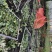 山豆根.苦参.种苗10公分基地直销包技术种植管理指导