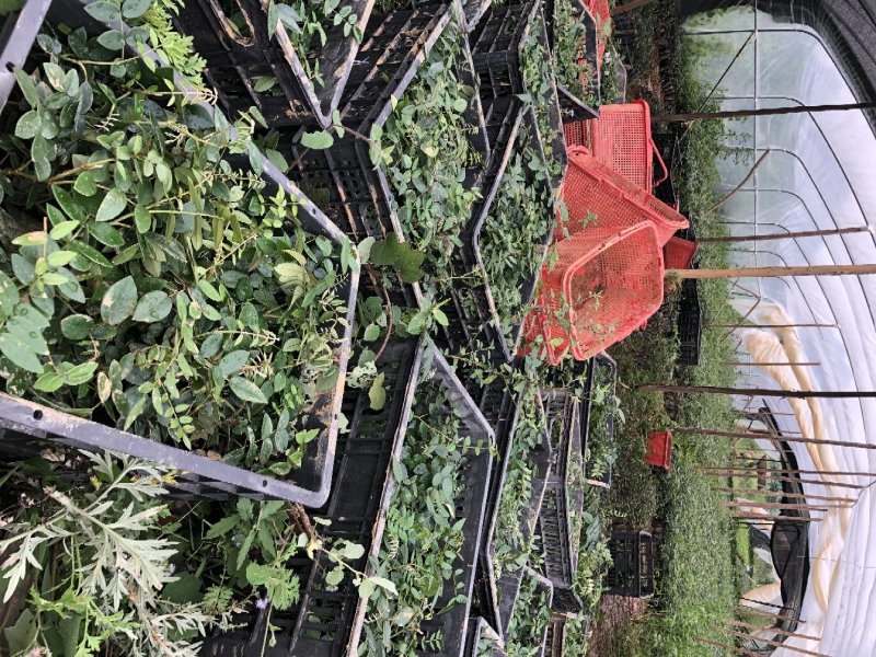 山豆根.苦参.种苗10公分基地直销包技术种植管理指导