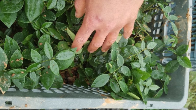 山豆根.苦参.种苗10公分基地直销包技术种植管理指导