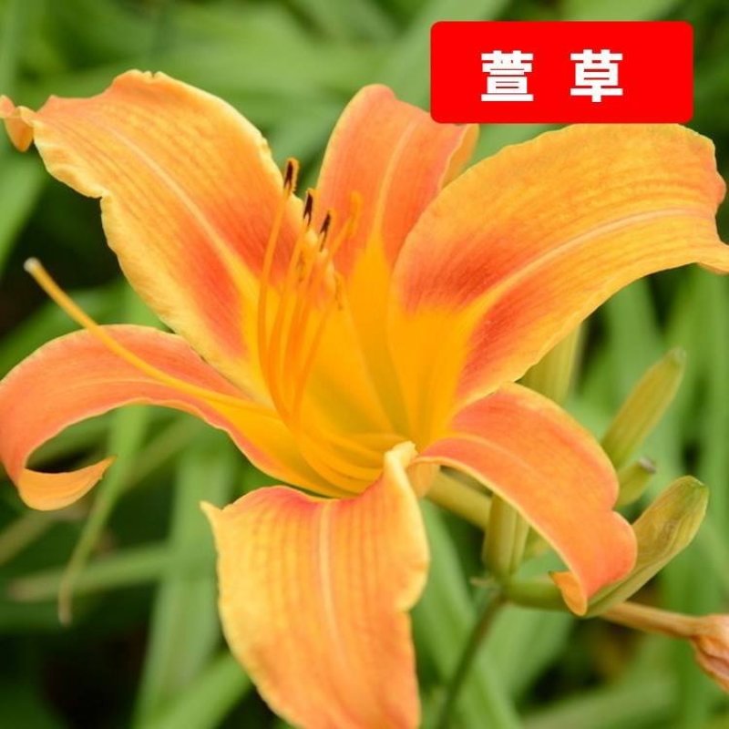 金娃娃萱草籽种大花萱草景观绿化多年生植物