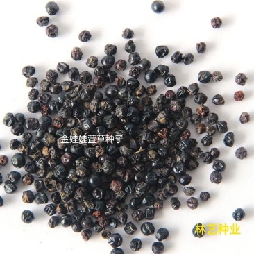 金娃娃萱草籽种大花萱草景观绿化多年生植物