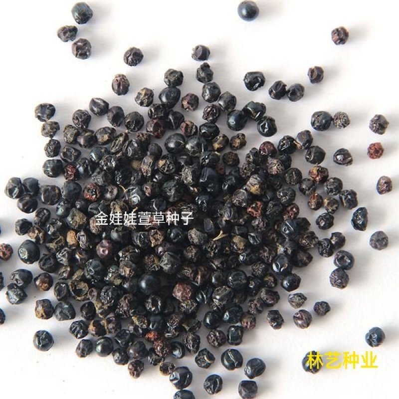 金娃娃萱草籽种大花萱草景观绿化多年生植物