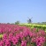 金鱼草籽种四季花种好养易活花海公园庭院观赏