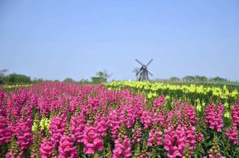 金鱼草籽种四季花种好养易活花海公园庭院观赏