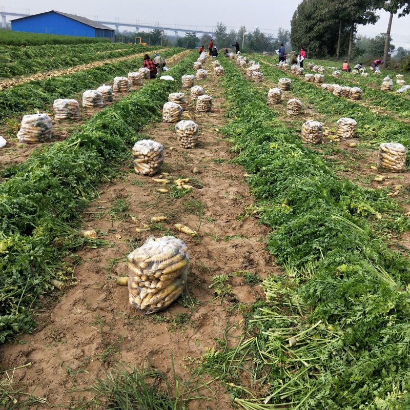 胡萝卜，商品胡萝卜，走市场的