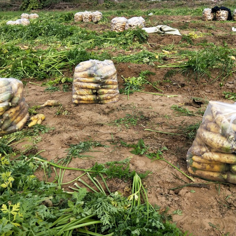 胡萝卜，商品胡萝卜，走市场的