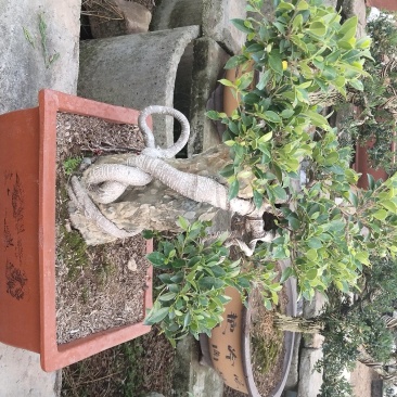 花卉盆景