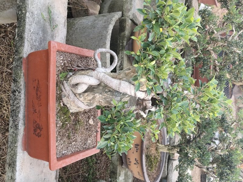 花卉盆景