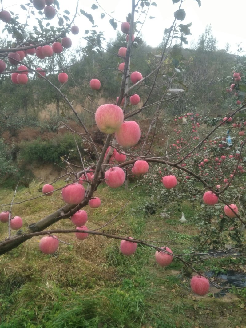 静宁红富士