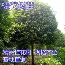 桂花树苗桂花树大树金桂丹桂大型绿化庭院室外浓香型地栽桂花