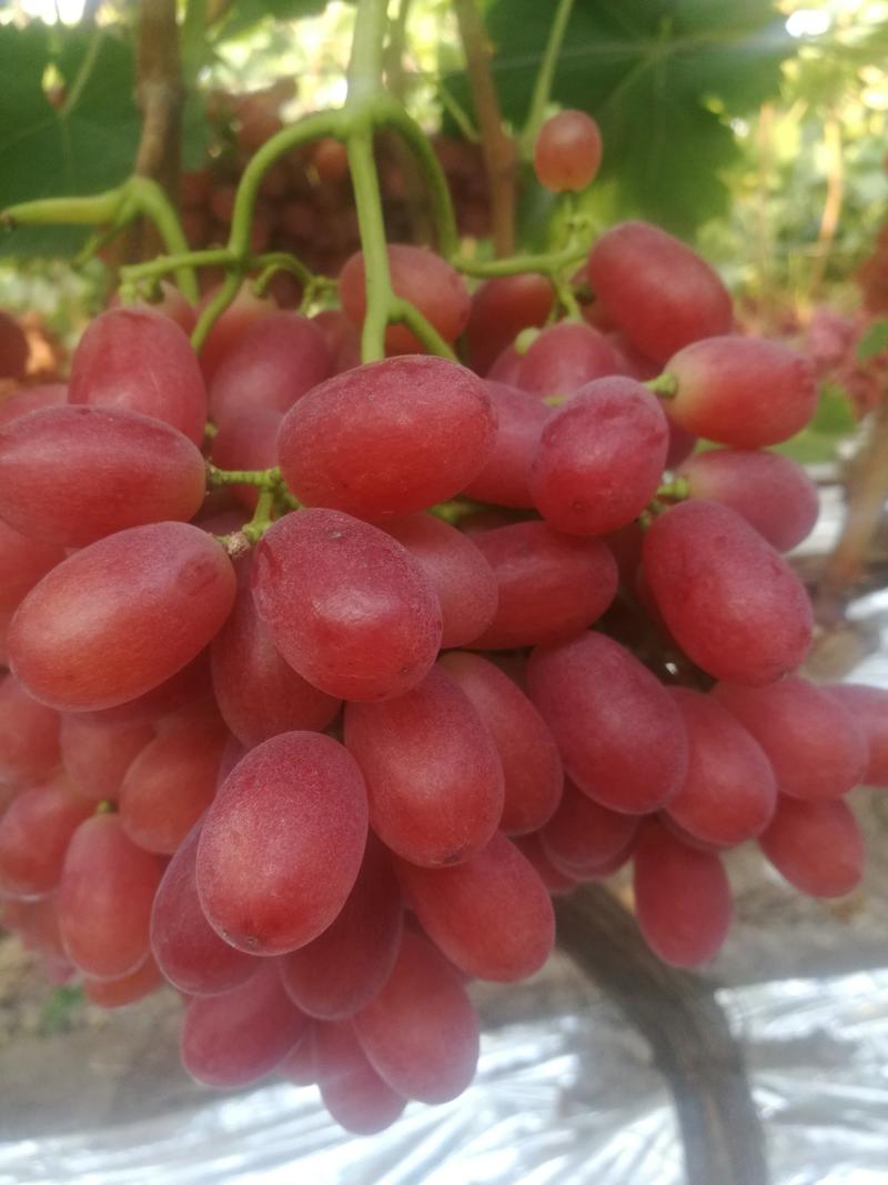 四川西昌十多万亩优质克伦生葡萄，欢迎全国各地老板前来采购