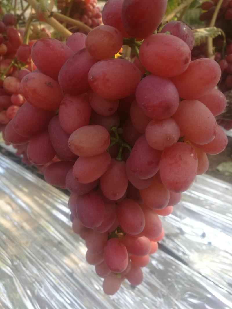 四川西昌十多万亩优质克伦生葡萄，欢迎全国各地老板前来采购