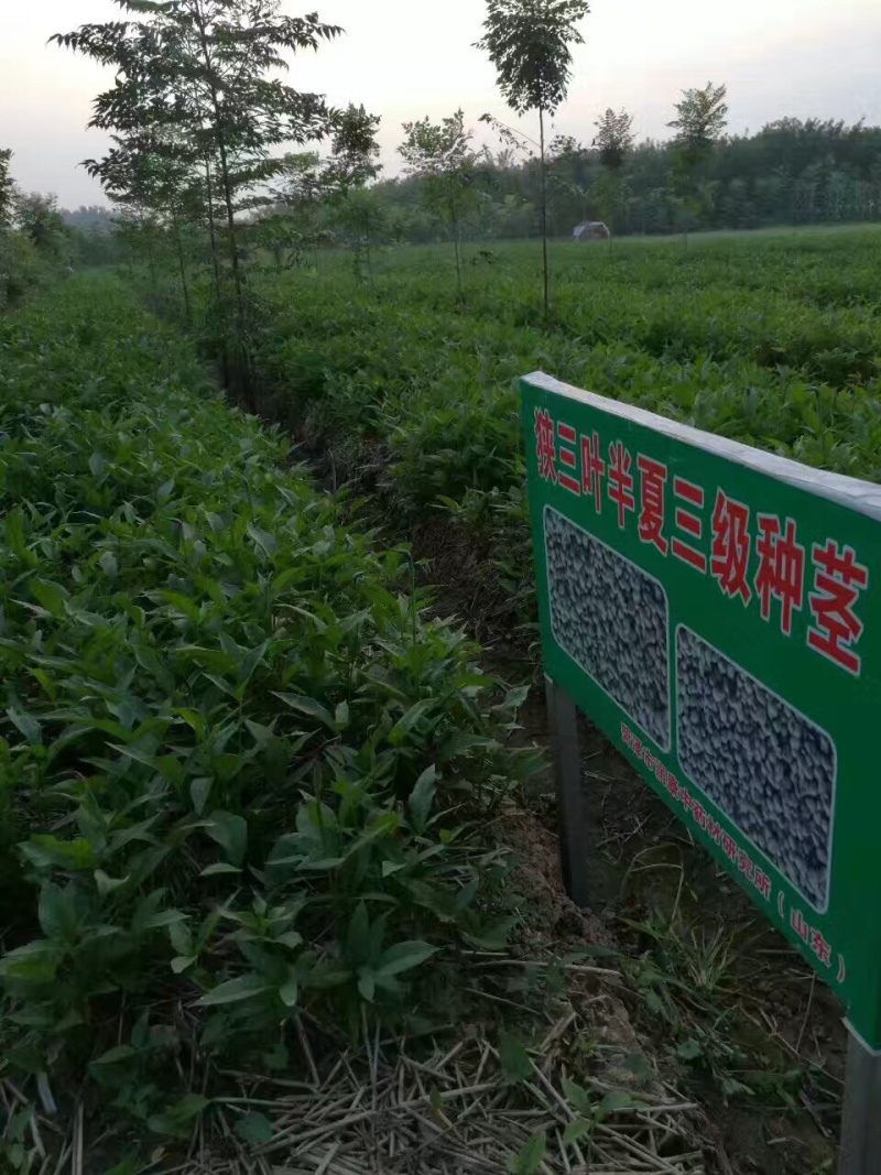 半夏种苗狭三叶高产品种，半夏种植基地