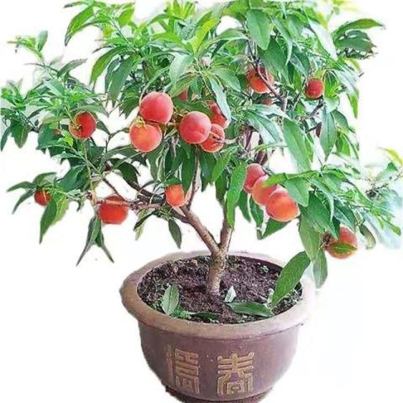 〈有好货〉桃树盆景～寿桃盆景~水蜜桃假一赔十~诚信经营