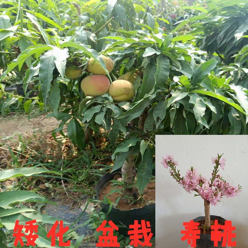 〈有好货〉桃树盆景～寿桃盆景~水蜜桃假一赔十~诚信经营