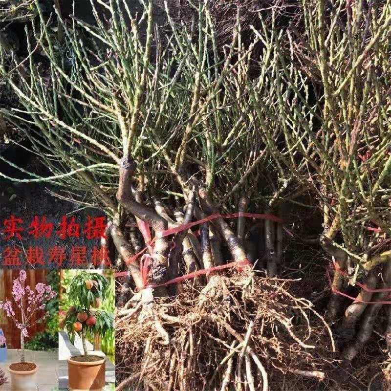 〈有好货〉桃树盆景～寿桃盆景~水蜜桃假一赔十~诚信经营