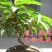 〈有好货〉桃树盆景～寿桃盆景~水蜜桃假一赔十~诚信经营