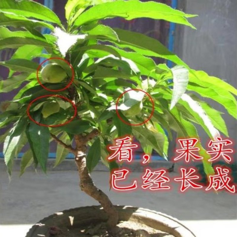 〈有好货〉桃树盆景～寿桃盆景~水蜜桃假一赔十~诚信经营