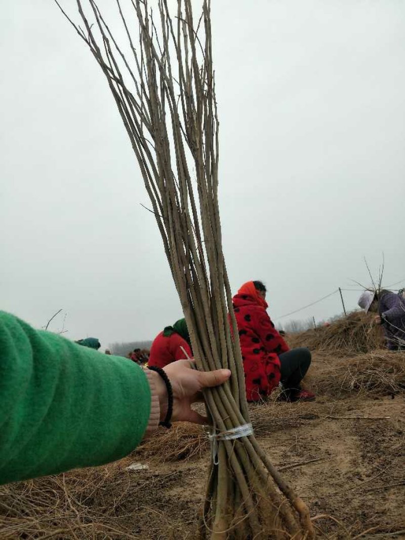 精品紫穗槐紫穗槐基地紫穗槐批发处理紫穗槐紫穗槐价格