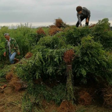 精品紫穗槐紫穗槐基地紫穗槐批发处理紫穗槐紫穗槐价格