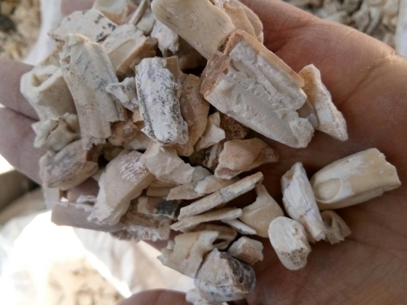 龙齿别名青龙齿白龙齿山西干净无杂
