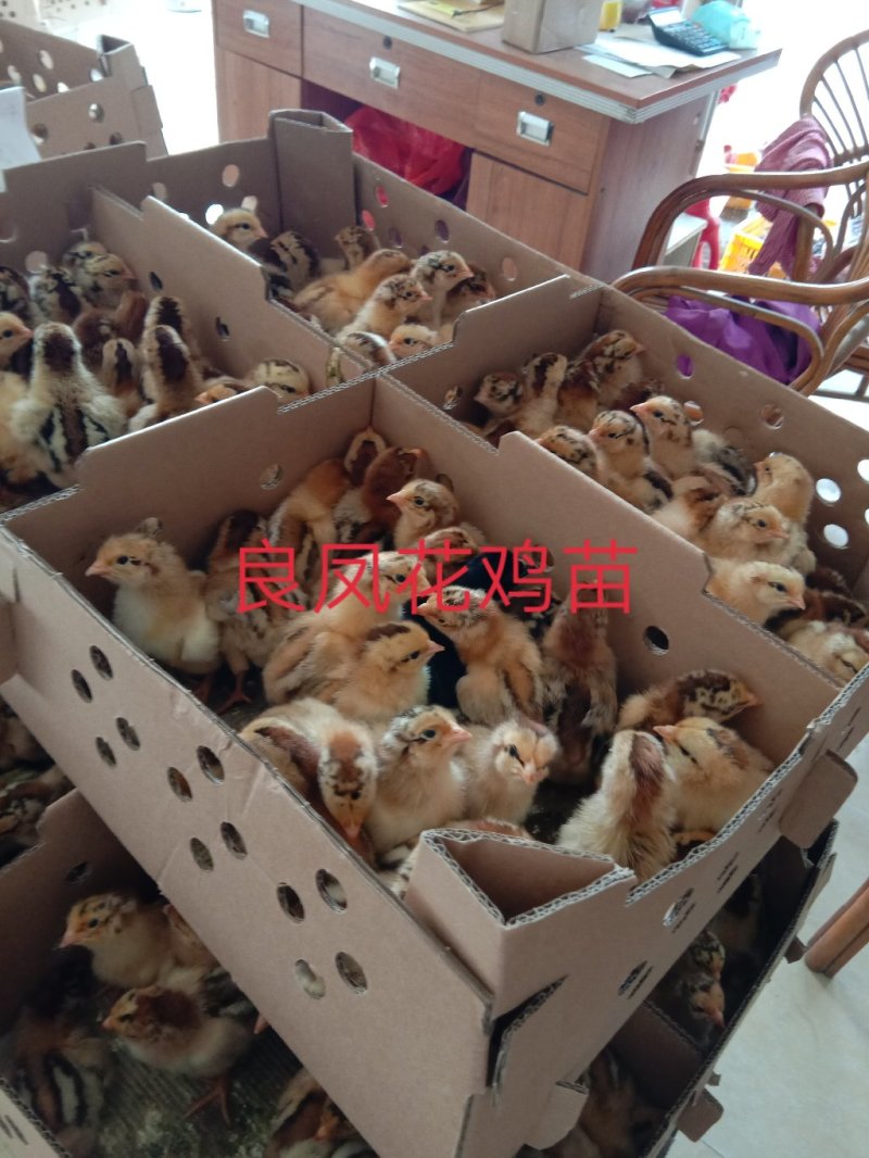 【优质良凤花出壳鸡苗】厂家直销，包疫苗，包路损。量大从优