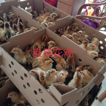 【优质良凤花出壳鸡苗】厂家直销，包疫苗，包路损。量大从优
