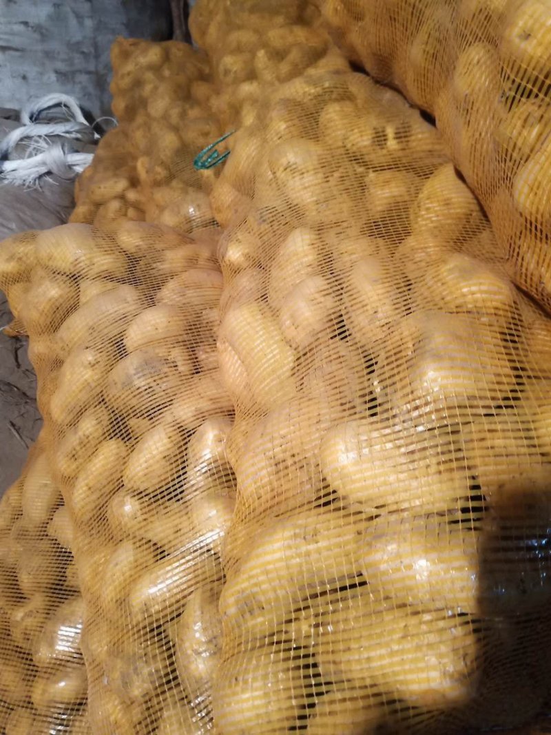 荷兰大土豆兴佳土豆黄金薯斯凡特等商品种子开始发货