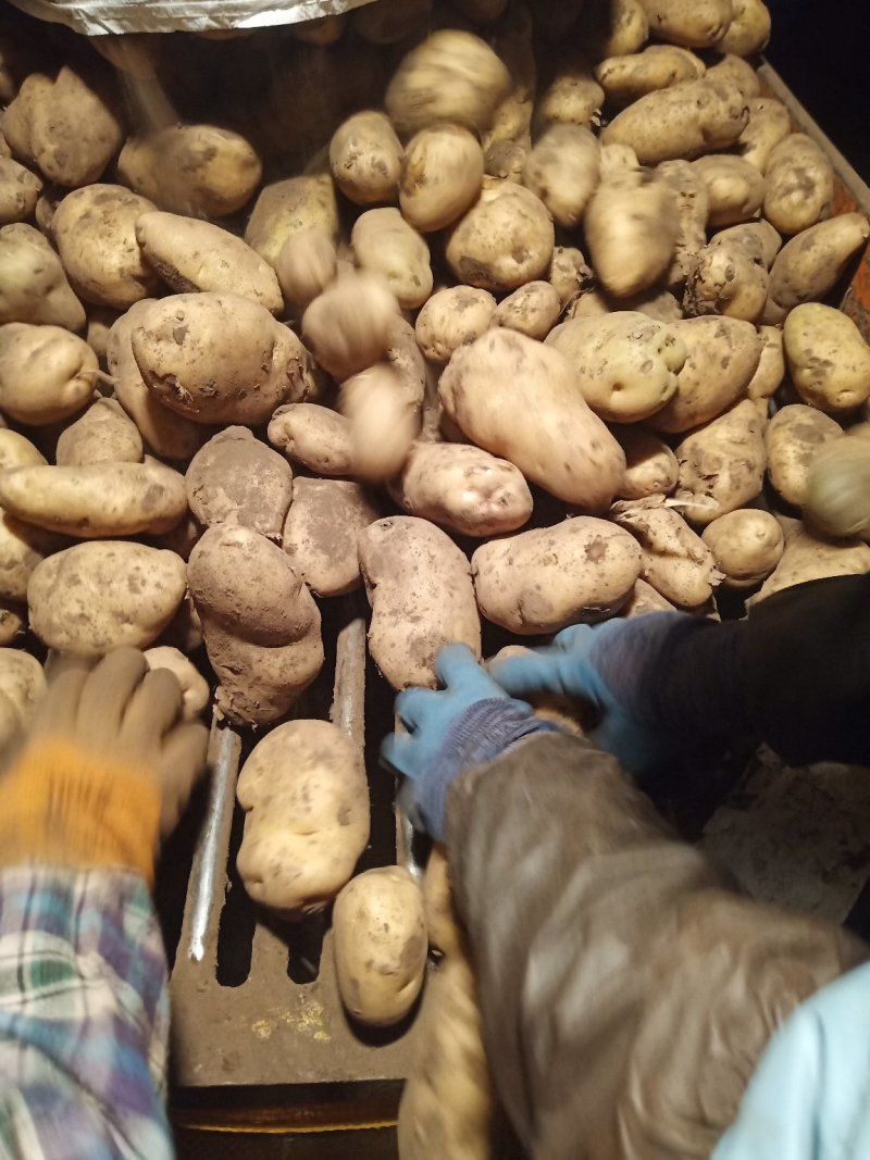 荷兰大土豆兴佳土豆黄金薯斯凡特等商品种子开始发货