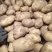 荷兰大土豆兴佳土豆黄金薯斯凡特等商品种子开始发货