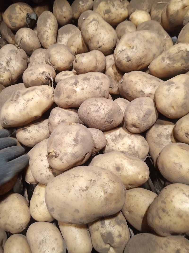 荷兰大土豆兴佳土豆黄金薯斯凡特等商品种子开始发货