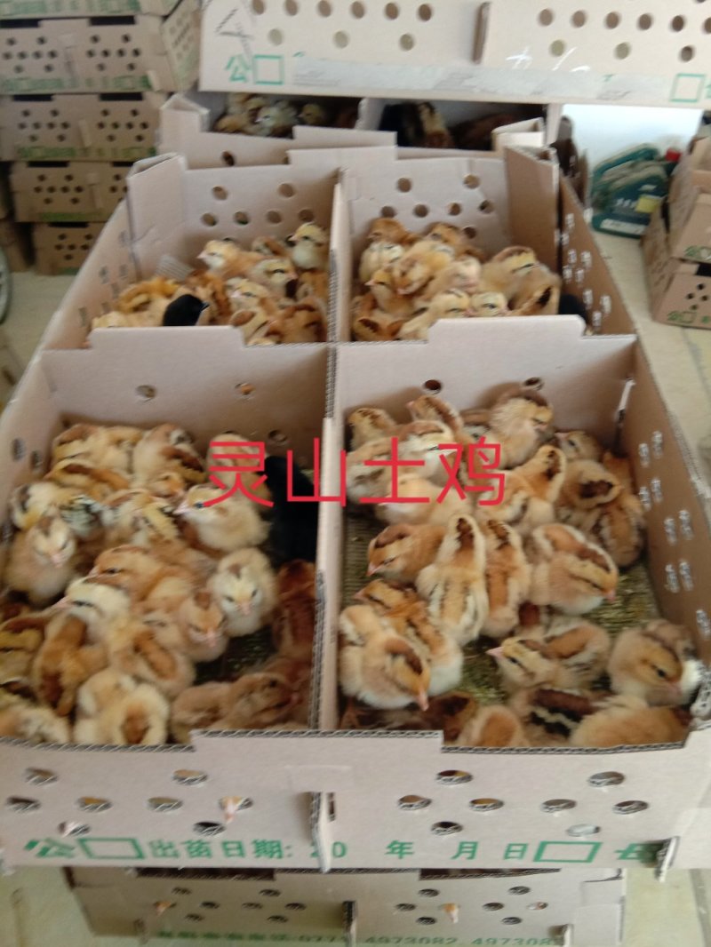 【正宗灵山土鸡出壳苗】厂家直销，包疫苗路损包赔，量大从优