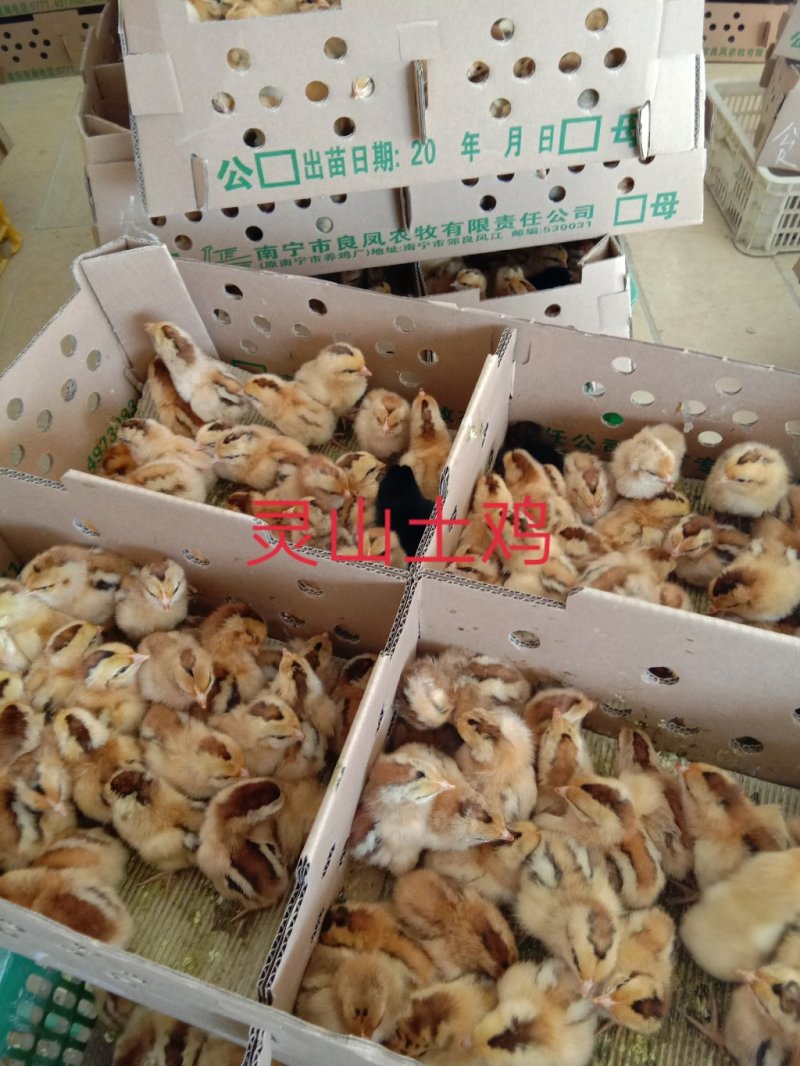 【正宗灵山土鸡出壳苗】厂家直销，包疫苗路损包赔，量大从优
