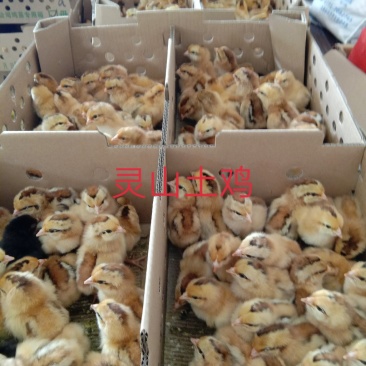 【正宗灵山土鸡出壳苗】厂家直销，包疫苗路损包赔，量大从优