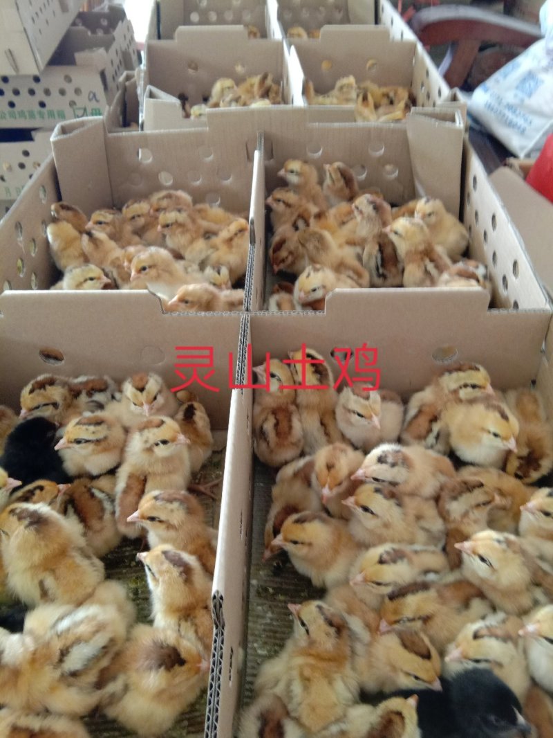 【正宗灵山土鸡出壳苗】厂家直销，包疫苗路损包赔，量大从优