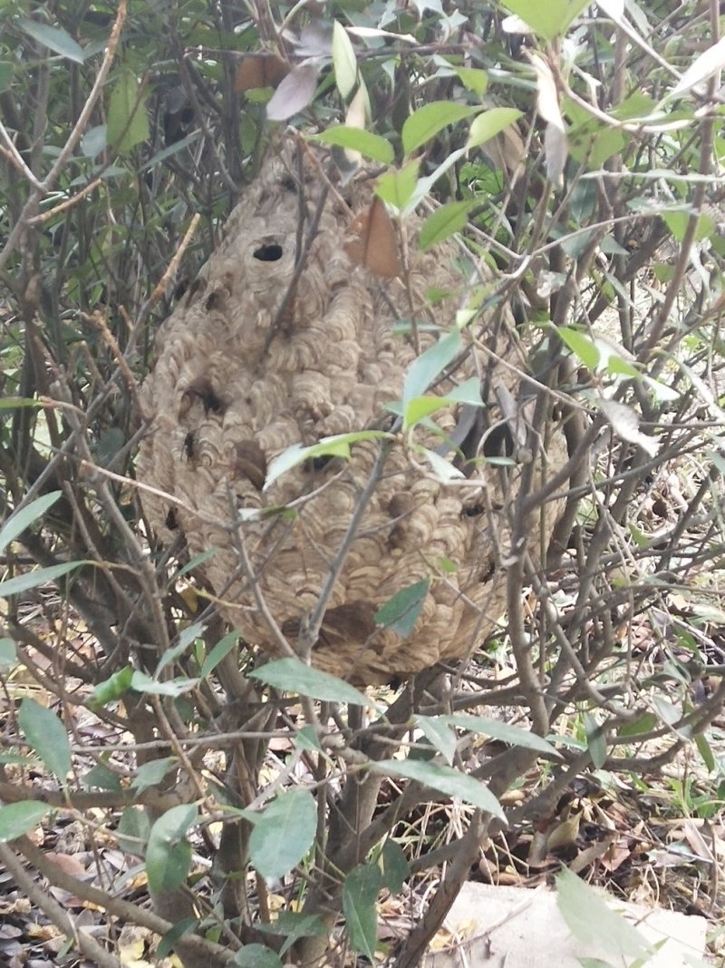 野生蜂窝