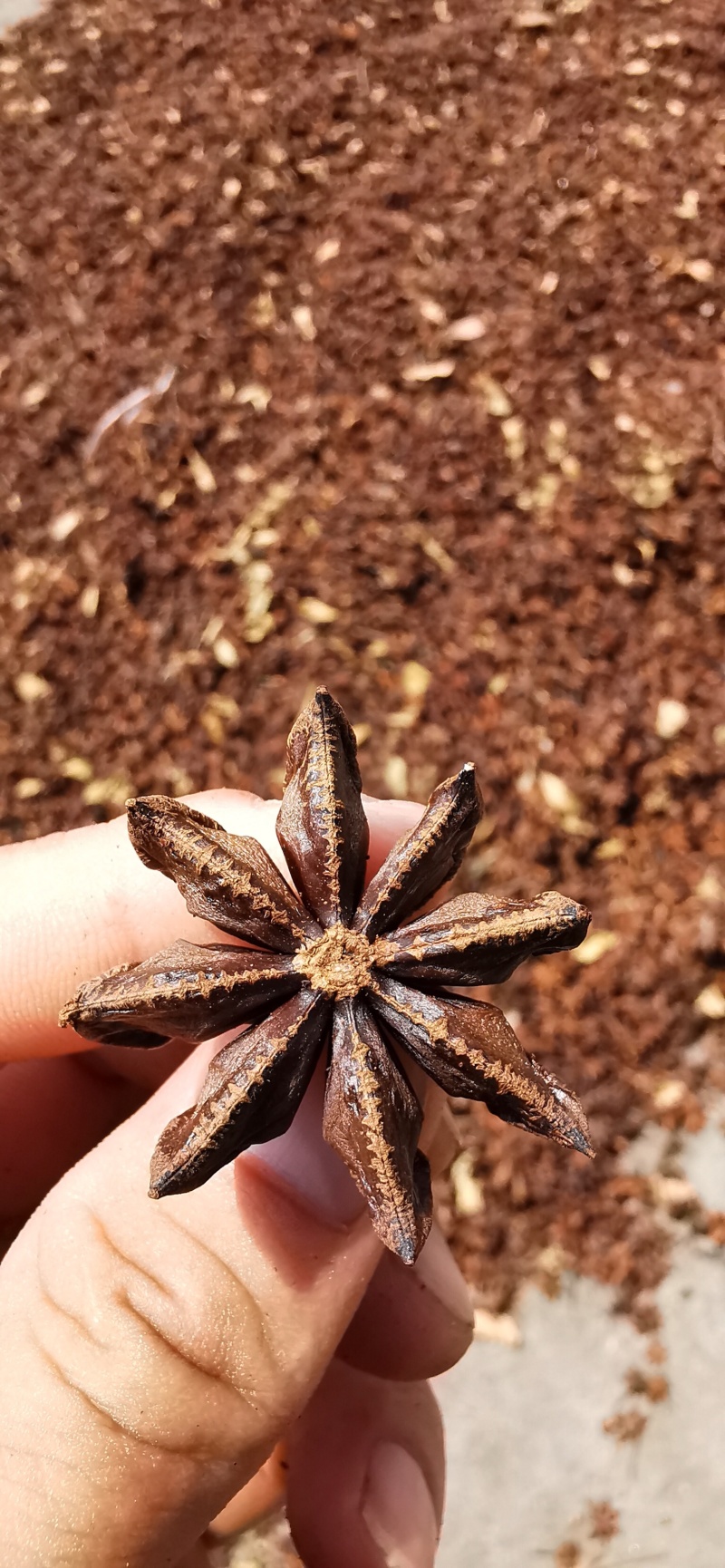 大紅八角