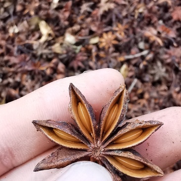 大紅八角