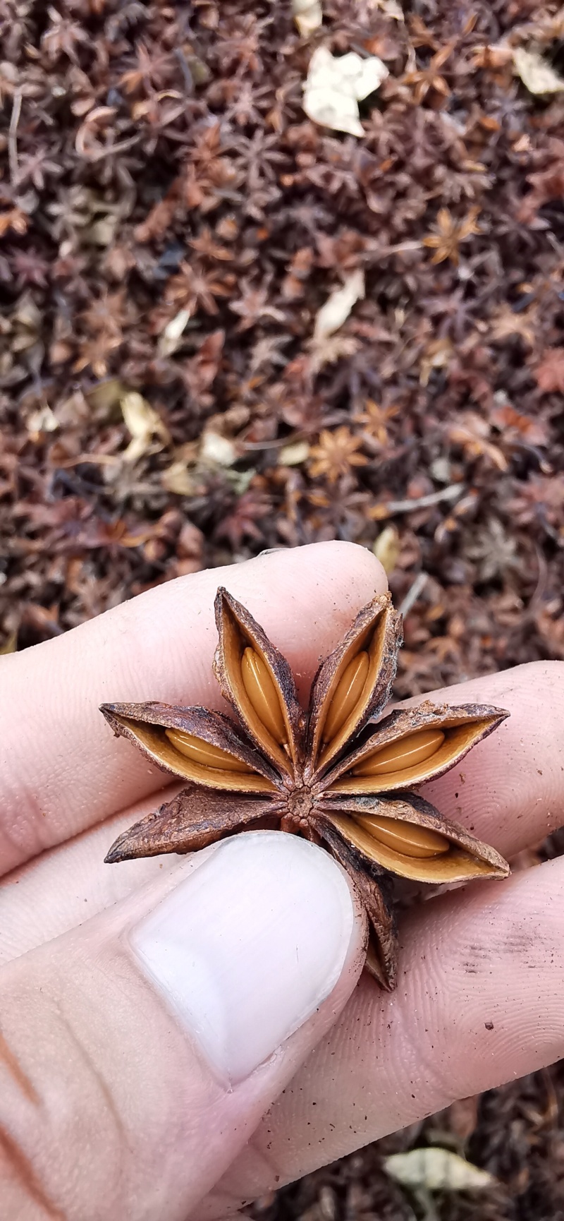 大紅八角