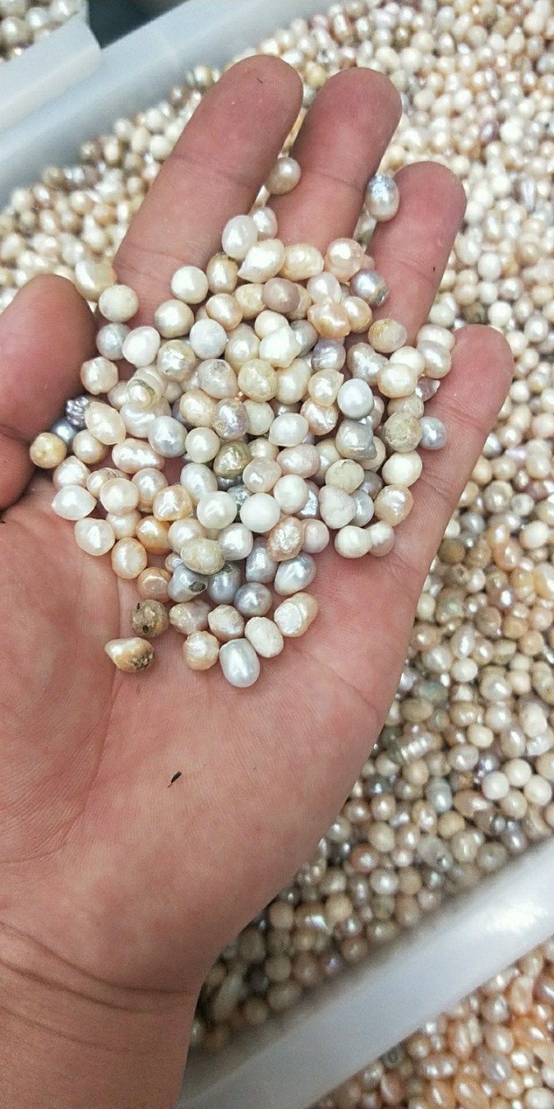 珍珠粉淡水珍珠药食两用免费打粉