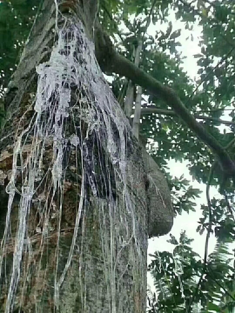 拉丝雪燕
