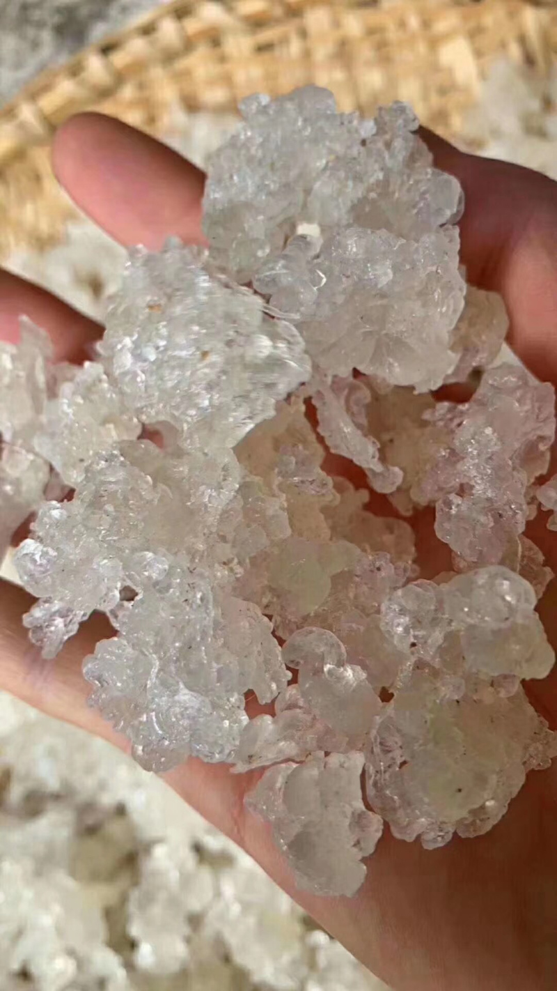 拉丝雪燕